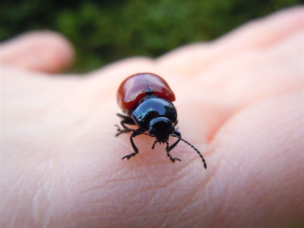 Chrysolina: soliti dubbi ( Chrysolina lutea)